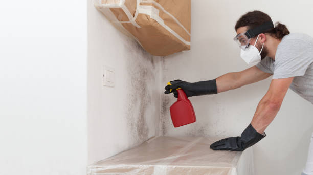 Professional Basement Mold Remediation technician working in Fayetteville, PA
